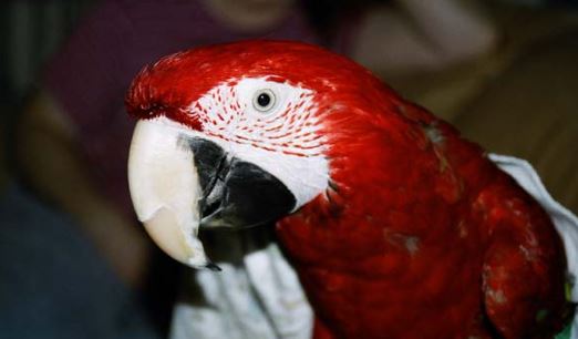 como consolar a un loro, como se consuela un loro o perico