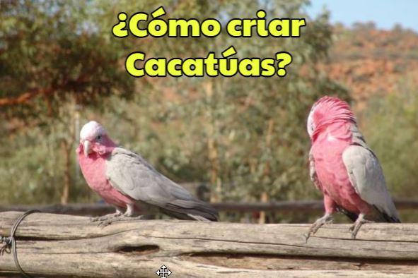 como criar cacatúas, todo sobre la crianza de una cacatúa