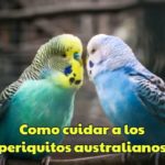 como cuidar a los periquitos australianos cuidados básicos del periquito