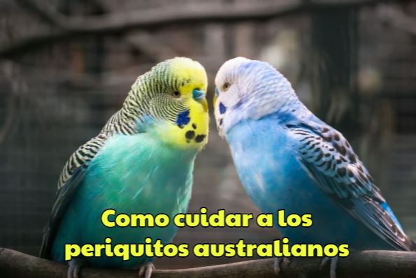 como cuidar a los periquitos australianos cuidados básicos del periquito