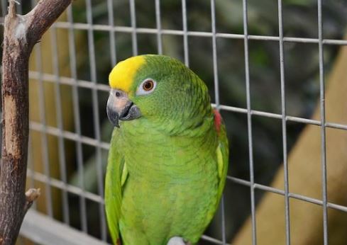 como curar la clamidia en loros