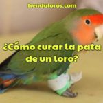 como curar la pata de un loro, procedimiento paso a paso para entablillar la pata de un loro