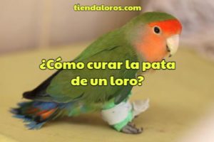 como curar la pata de un loro, procedimiento paso a paso para entablillar la pata de un loro