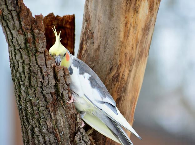 como debe ser la jaula de una cacatua
