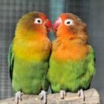 como elegir la especie de loro al adoptar