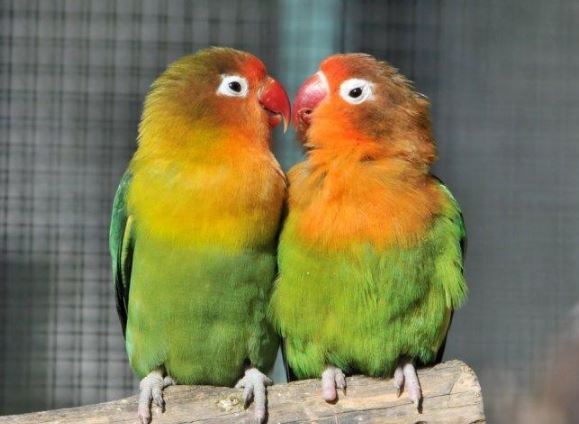 como elegir la especie de loro al adoptar