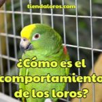 características del comportamiento de los loros