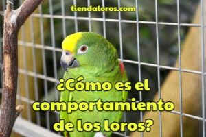 características del comportamiento de los loros