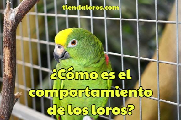 características del comportamiento de los loros