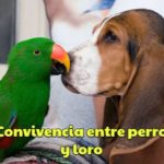 como es la convivencia entre perros y loros, cohabitación entre perro y loro, los perros y los loros pueden vivir juntos?