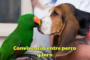 como es la convivencia entre perros y loros, cohabitación entre perro y loro, los perros y los loros pueden vivir juntos?