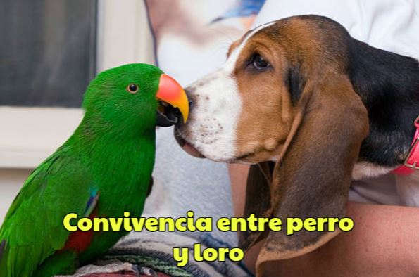 como es la convivencia entre perros y loros, cohabitación entre perro y loro, los perros y los loros pueden vivir juntos?