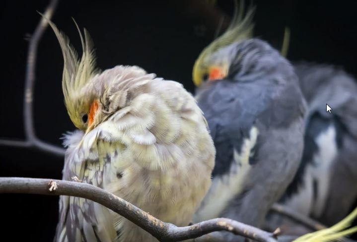 como es la jaula de una cacatua ninfa