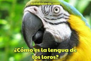 como es la lengua de los loros