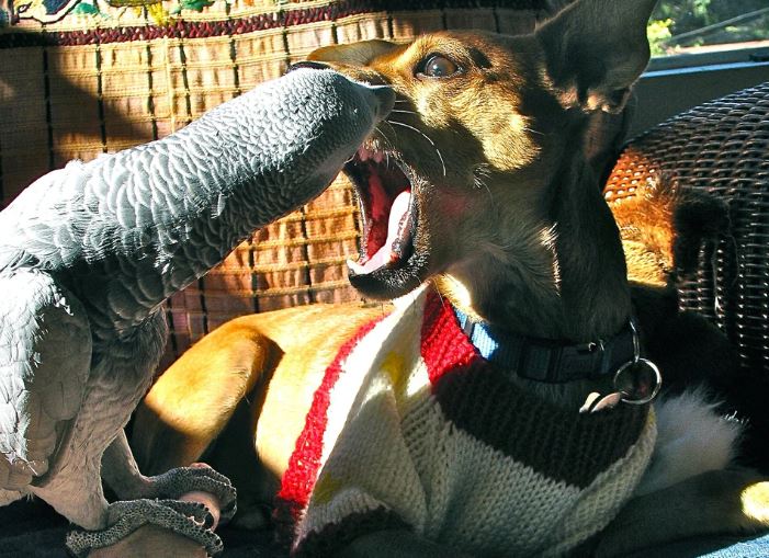 como es la relacion entre un perro y un loro