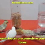 como hacer un comedero para loros casero