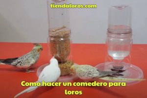 como hacer un comedero para loros casero