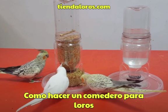 como hacer un comedero para loros casero