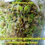 como hacer un germinado de semillas para loros