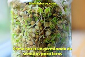 como hacer un germinado de semillas para loros