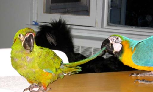 como introducir un nuevo loro en casa