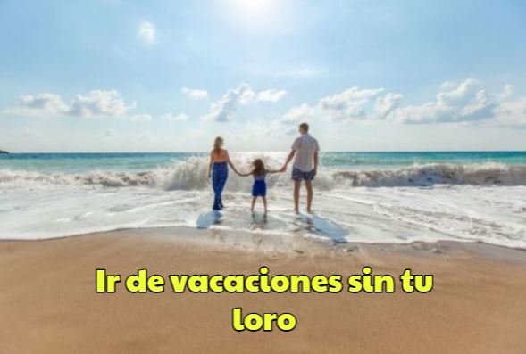 como irse de vacaciones sin tu loro