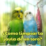 como limpiar la jaula de un loro, pasos para la limpieza de la jaula de un loro