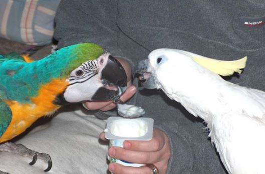 como llevar un nuevo loro a tus otras mascotas