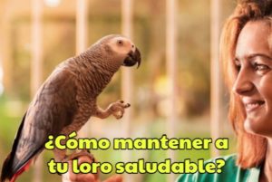 como mantener a tu loro saludable, mantener la salud de tu cotorro al 100 %