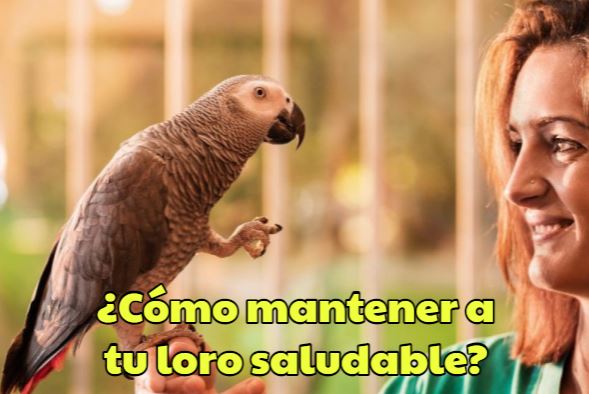 como mantener a tu loro saludable, mantener la salud de tu cotorro al 100 %