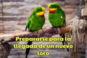 como preparar la llegada de un nuevo loro mascota