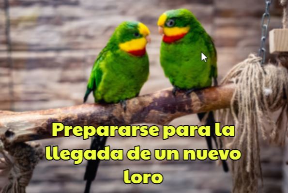 como preparar la llegada de un nuevo loro mascota