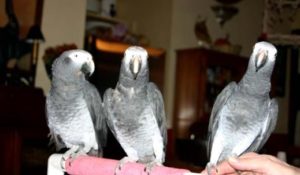 como presentar un nuevo loro a un grupo de loros