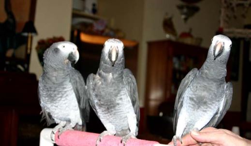 como presentar un nuevo loro a un grupo de loros