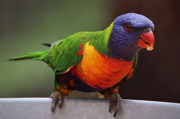 como salir con tu loro de paseo