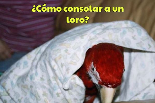como se consuela un loro, manera de consolar a un loro, los loros necesitan consuelo ante un momento difícil