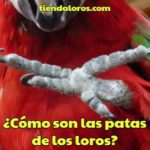 como son las patas de los loros, características de las patas de los psitácidos, patas de los loros