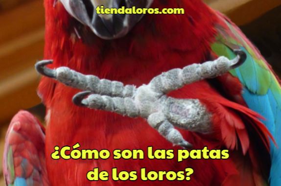 como son las patas de los loros, características de las patas de los psitácidos, patas de los loros