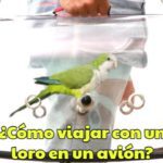 como viajar con un loro en un avión, pasos para viajar con un loro en un avión