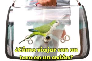 como viajar con un loro en un avión, pasos para viajar con un loro en un avión