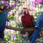 convivir con varios tipos de loros