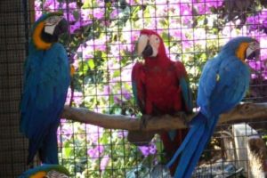 convivir con varios tipos de loros