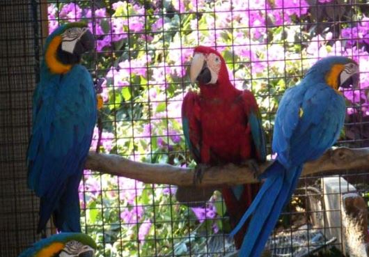 convivir con varios tipos de loros