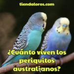 cuanto viven los periquitos australianos?, cual es la esperanza de vida de los periquitos, cuantos años dura un periquito australiano