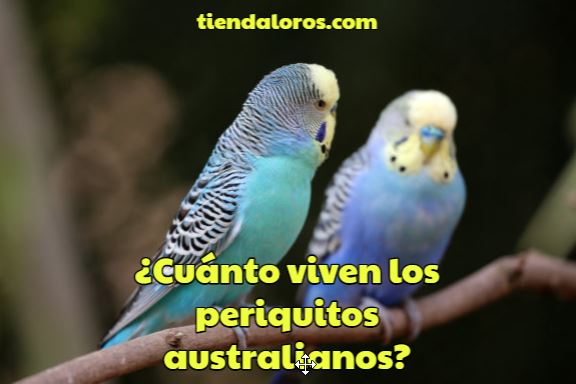 cuanto viven los periquitos australianos?, cual es la esperanza de vida de los periquitos, cuantos años dura un periquito australiano