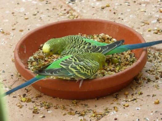 cuidados para periquitos australianos