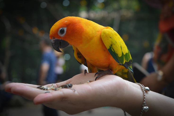 dejarle tu loro a un cuidador