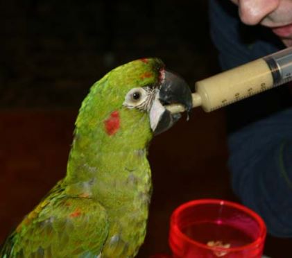 domesticación y cautiverio de los loros