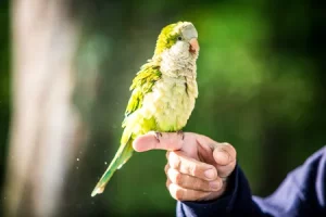 que significa domesticación y cautiverio en loros