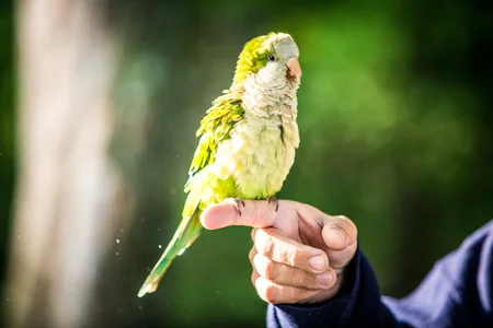 que significa domesticación y cautiverio en loros